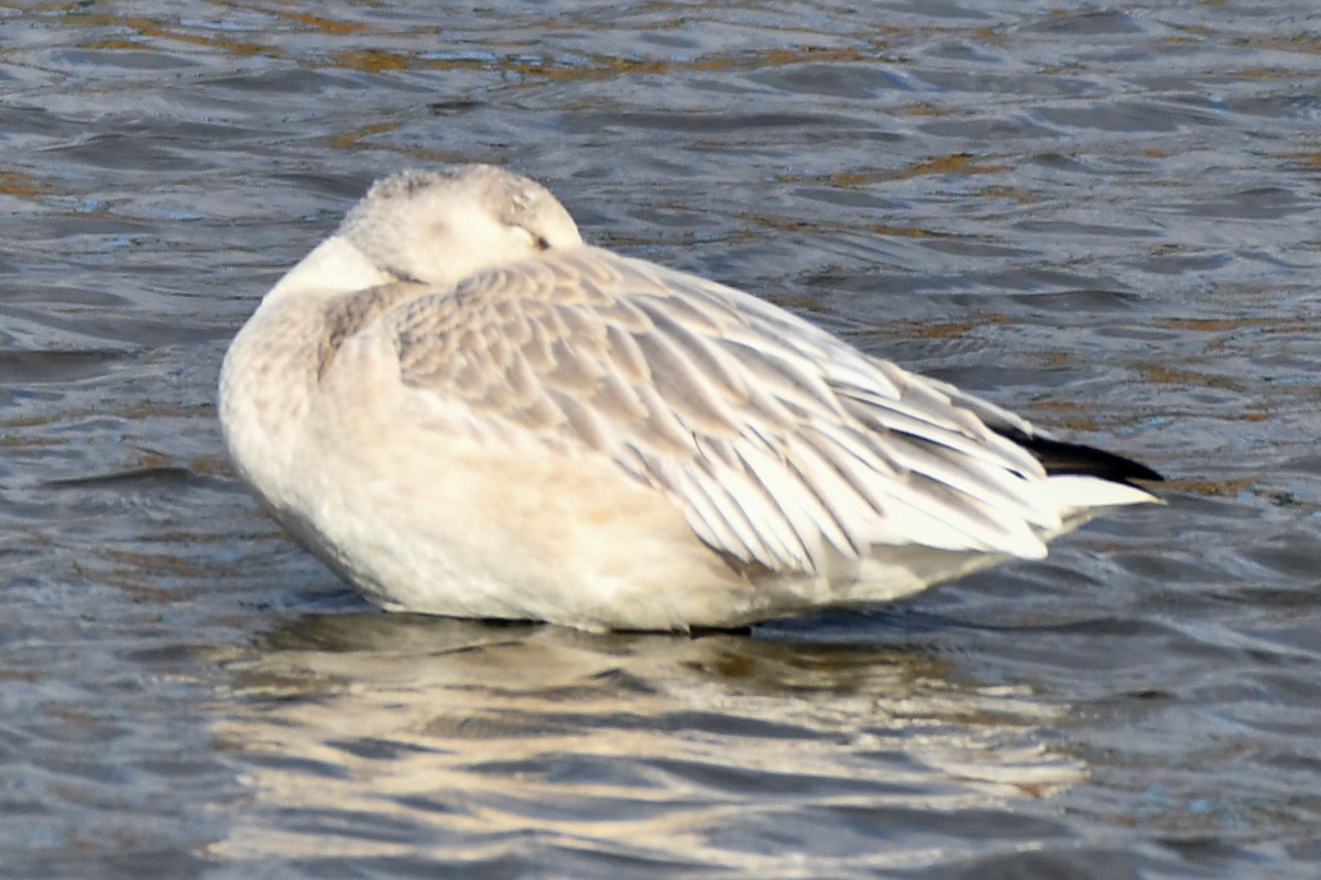 Snow Goose - ML197483631