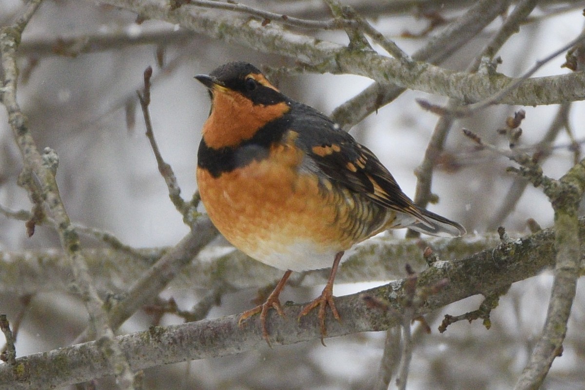 Varied Thrush - Donna Carter