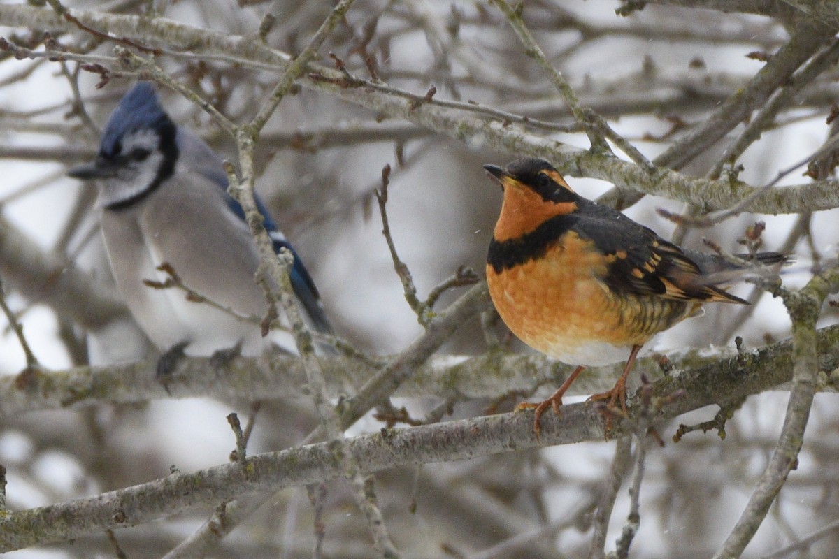 Varied Thrush - Donna Carter