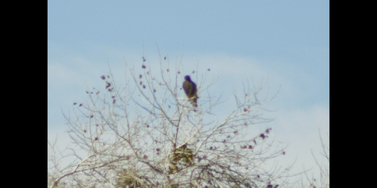 Buteo sp. - Kiehl Smith