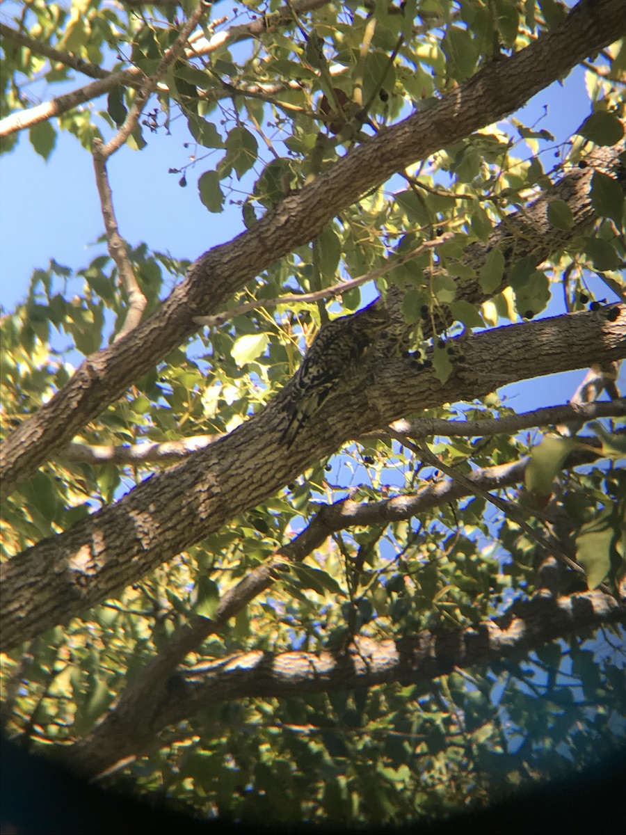 Yellow-bellied Sapsucker - ML197484901
