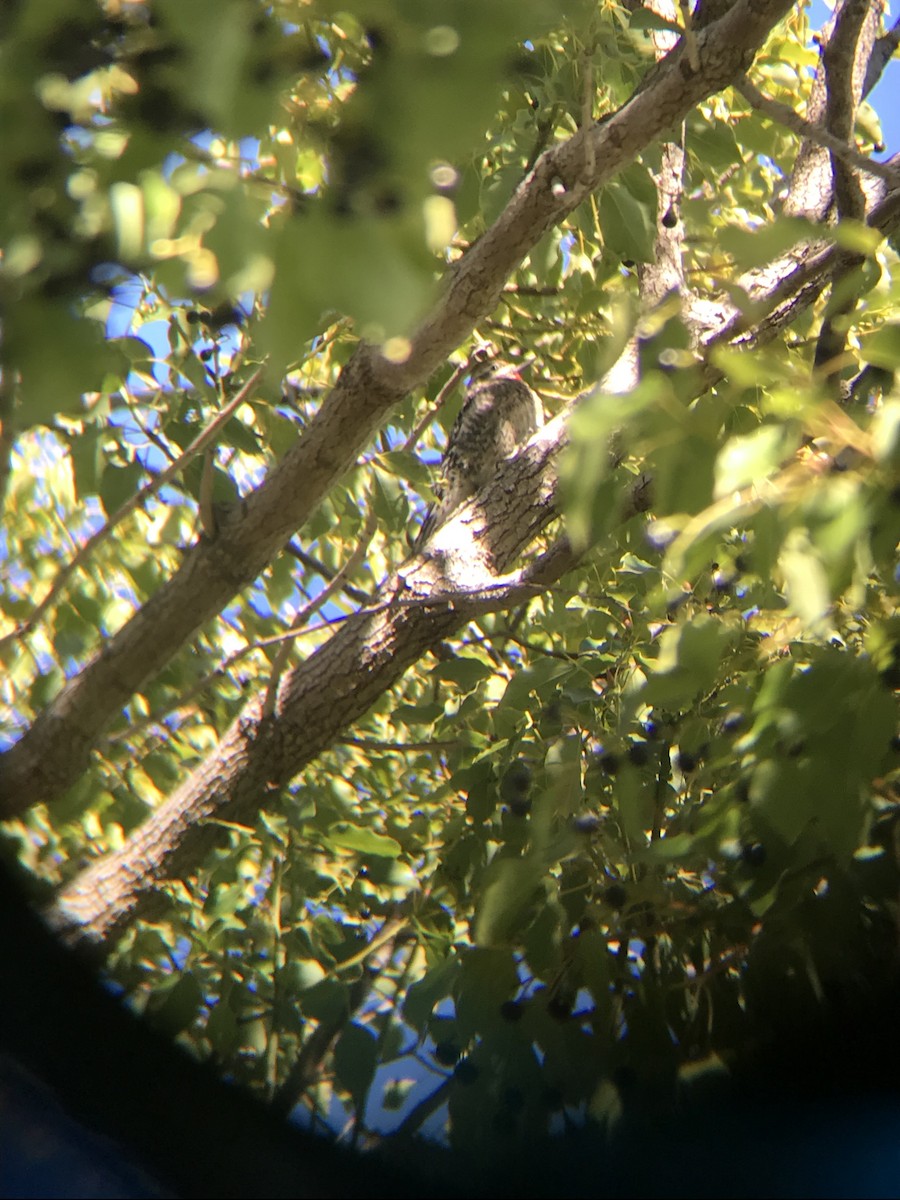 Yellow-bellied Sapsucker - ML197484921