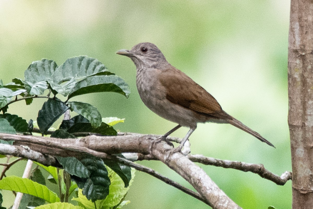 blekbrysttrost - ML197486031