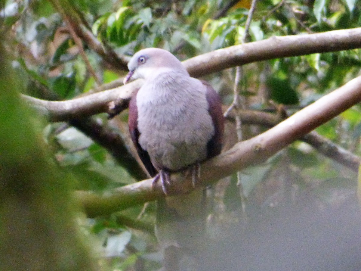 Mountain Imperial-Pigeon - ML197489411