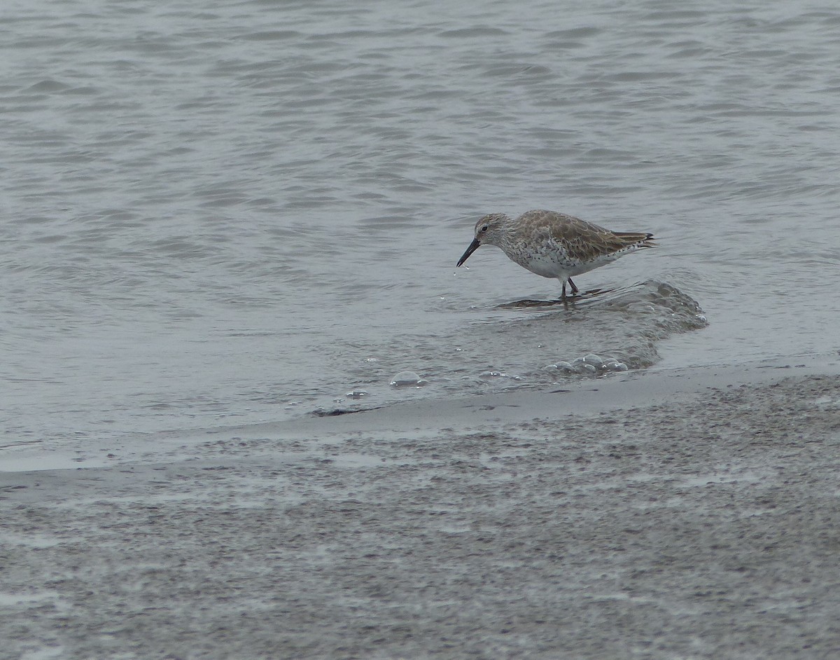 Red Knot - joaquin vial