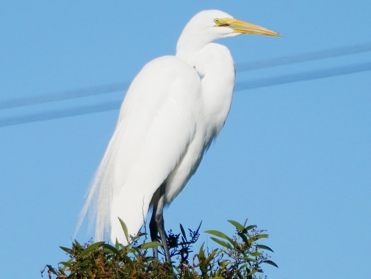 Great Egret - ML197493571