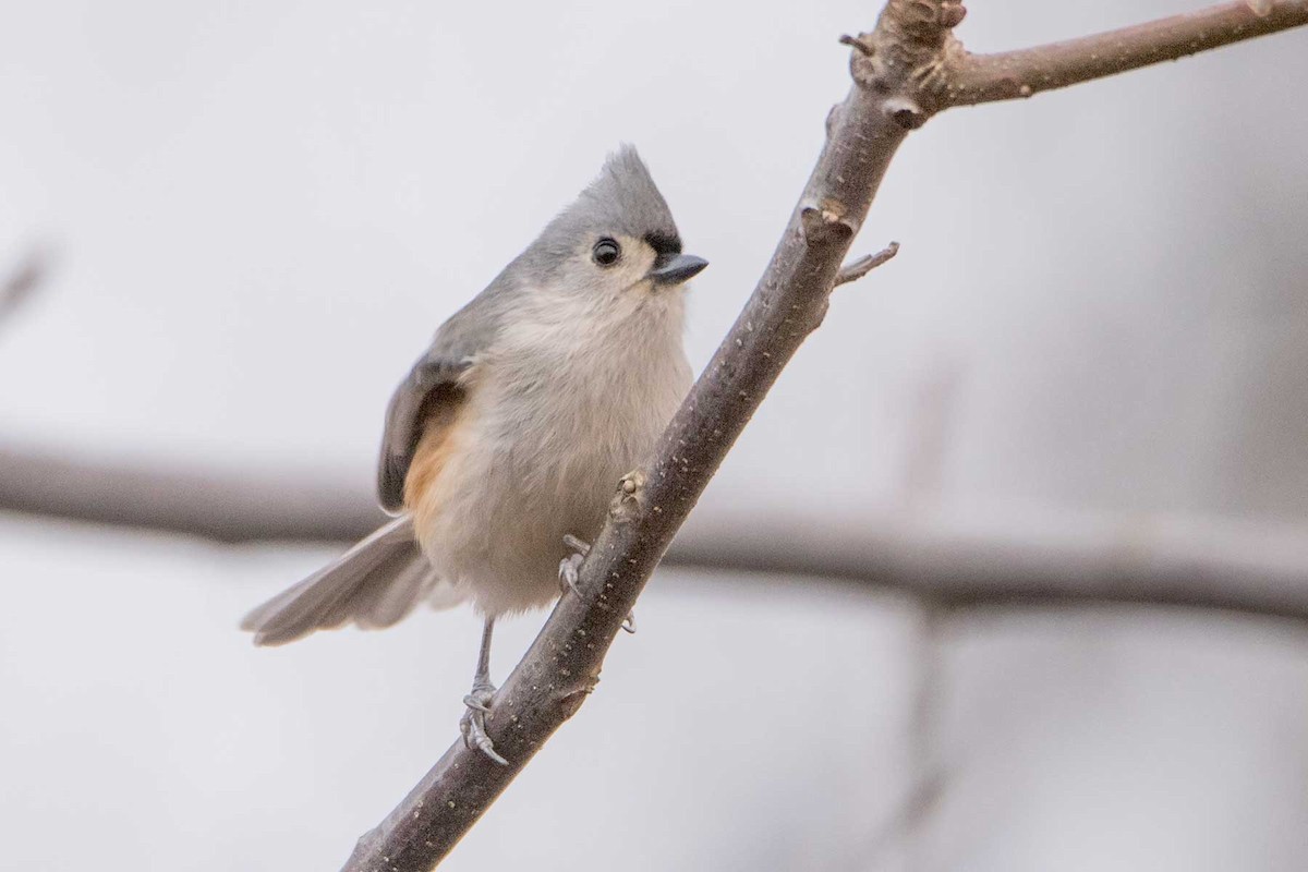 Tufted Titmouse - ML197493741