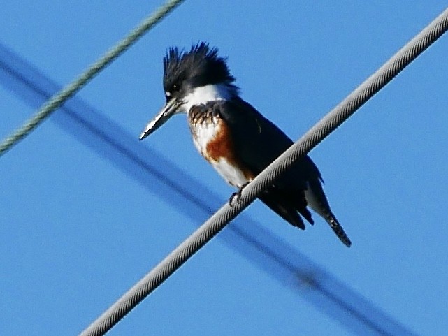 Belted Kingfisher - Barbara Coll