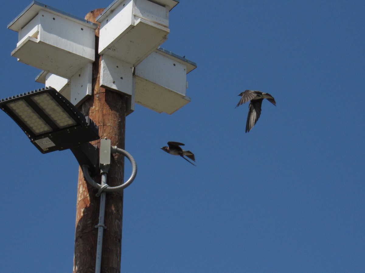 Purple Martin - ML197496401