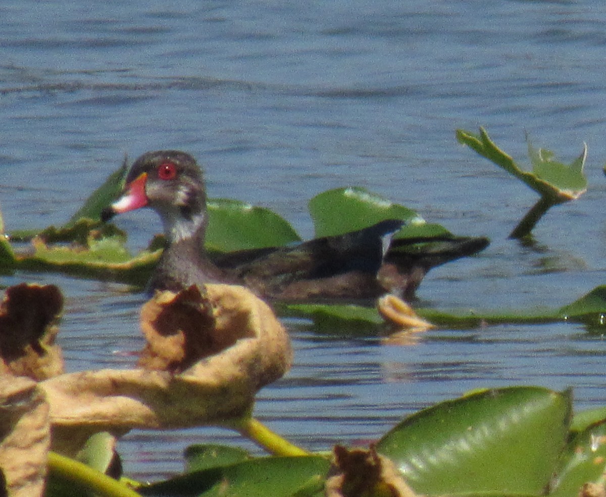 Wood Duck - ML197496611