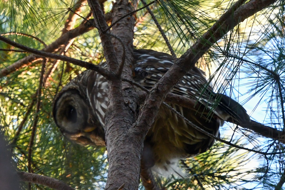 Barred Owl - ML197496761