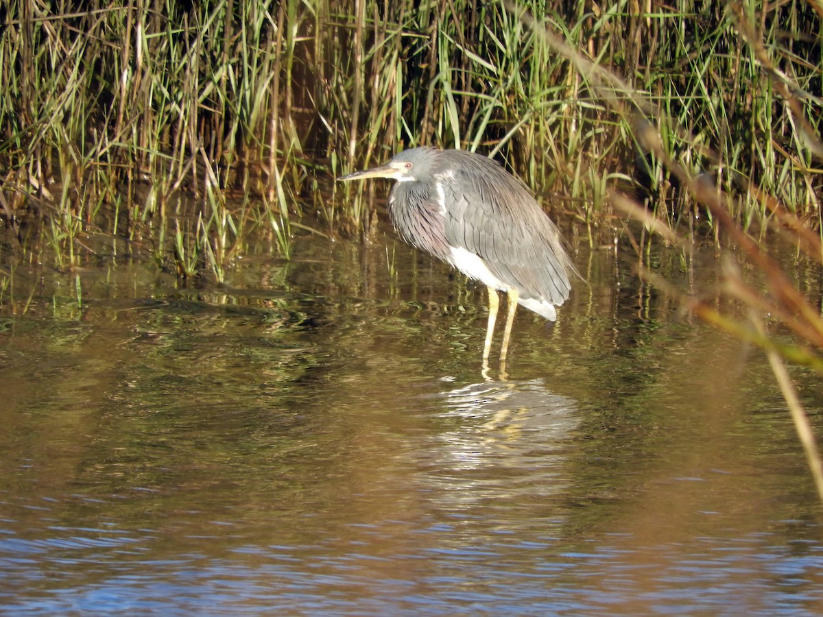 Tricolored Heron - Shane Carroll