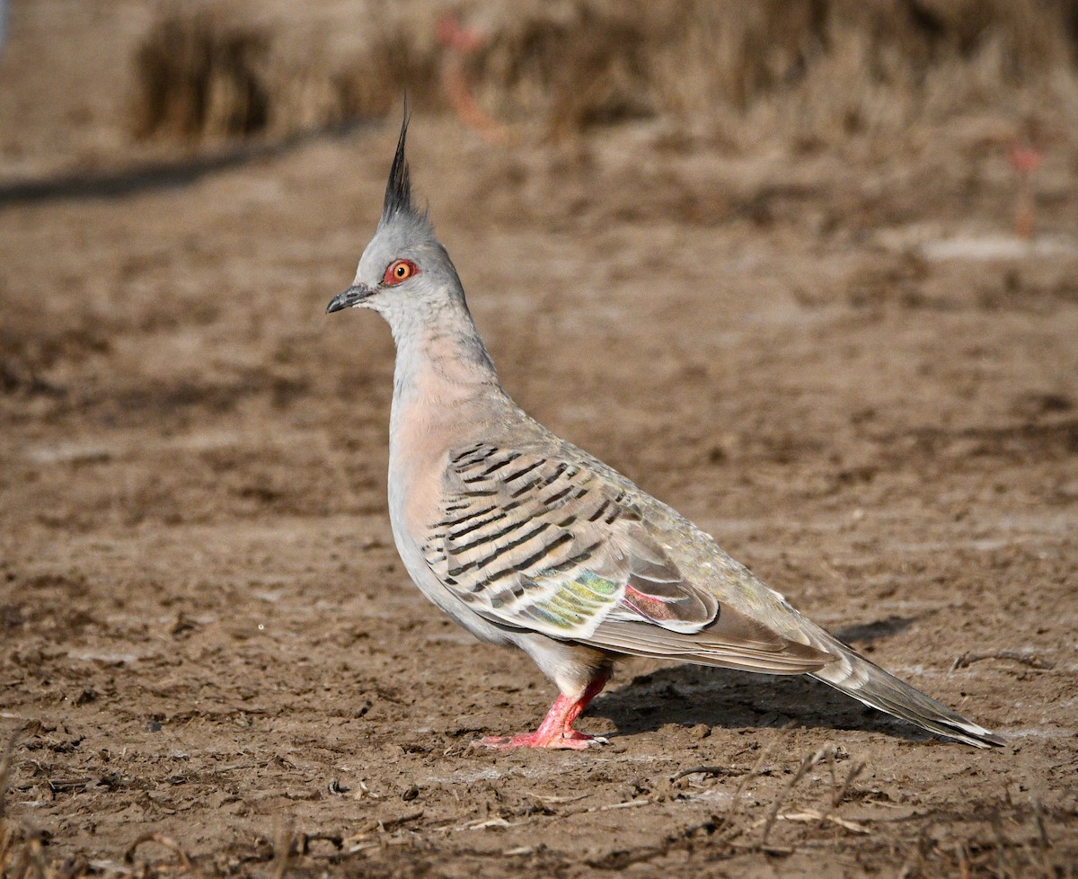 Crested Pigeon - ML197498801