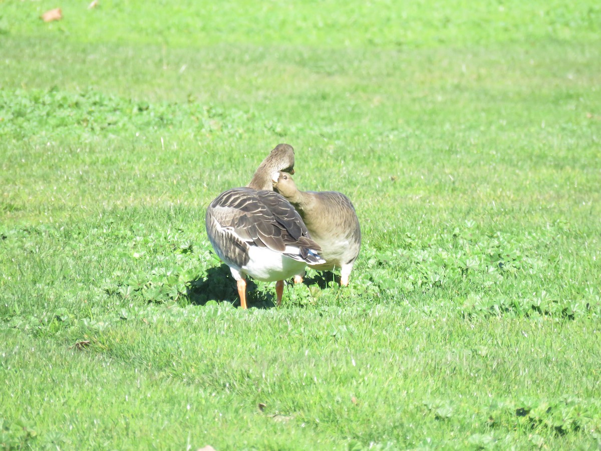 Greater White-fronted Goose - ML197499151