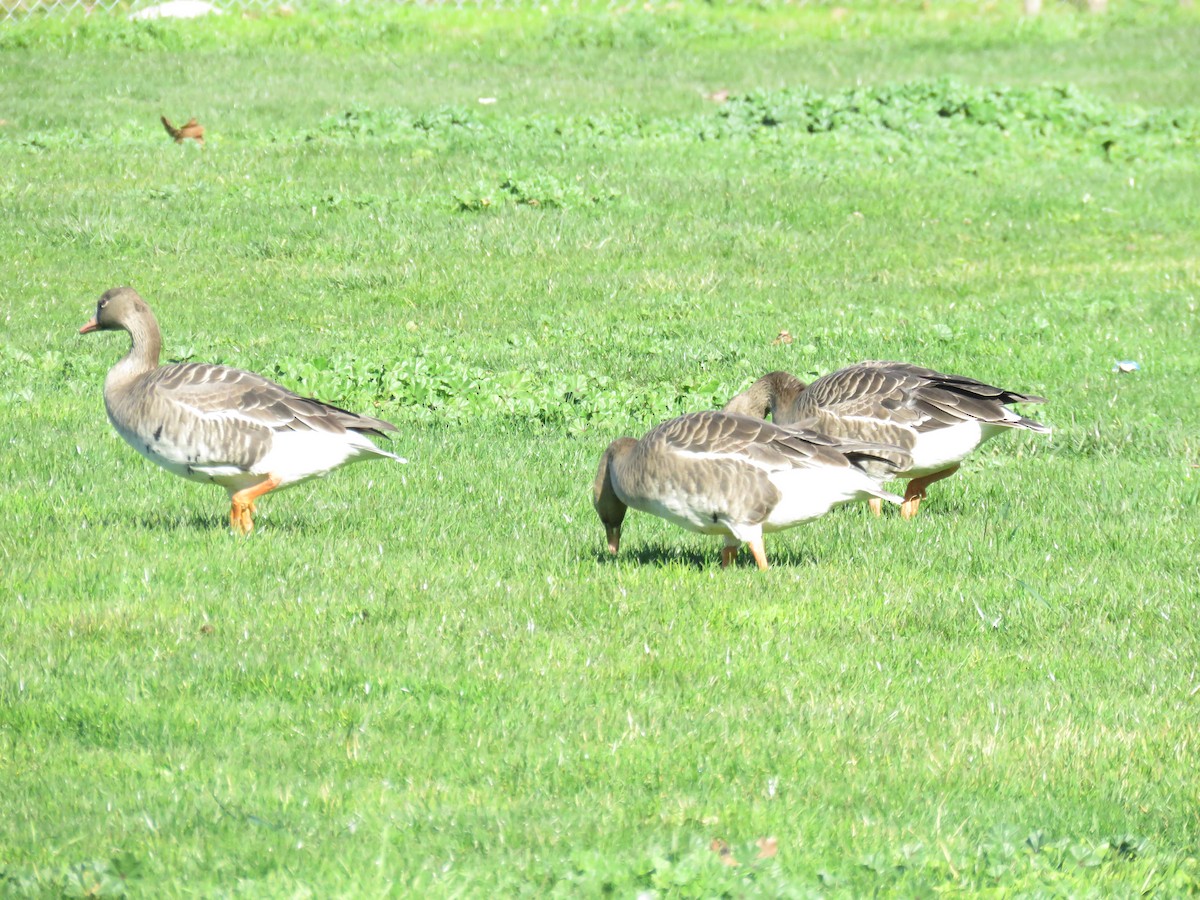 Greater White-fronted Goose - Morgan Kain