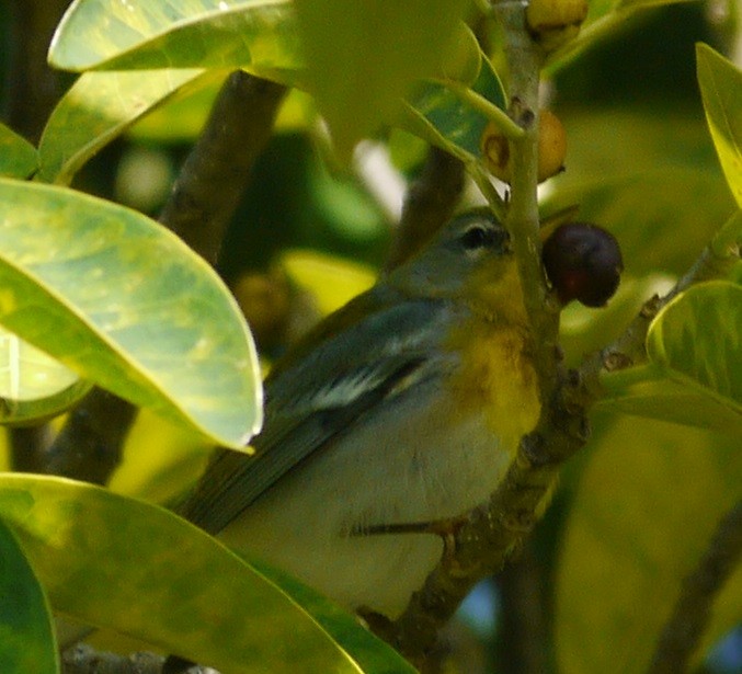 Northern Parula - ML197500431