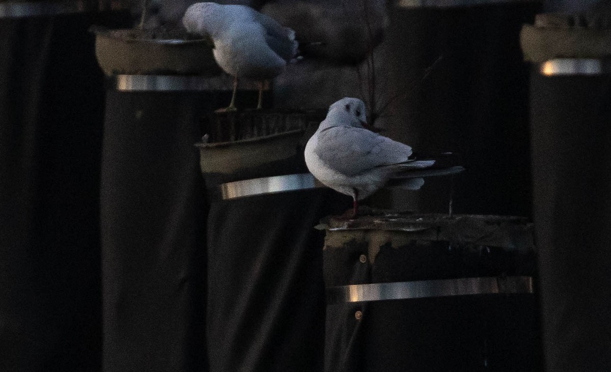 Black-headed Gull - ML197501951