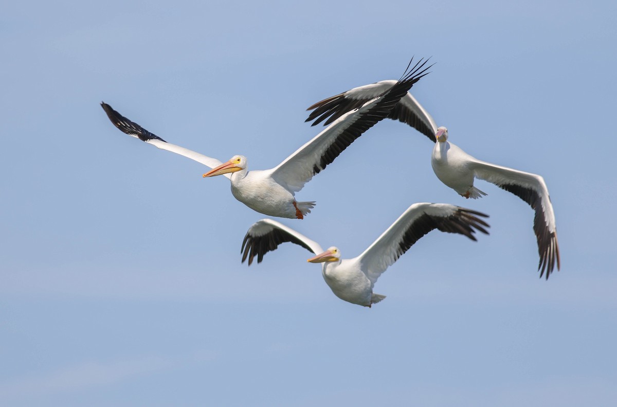 American White Pelican - ML197502771