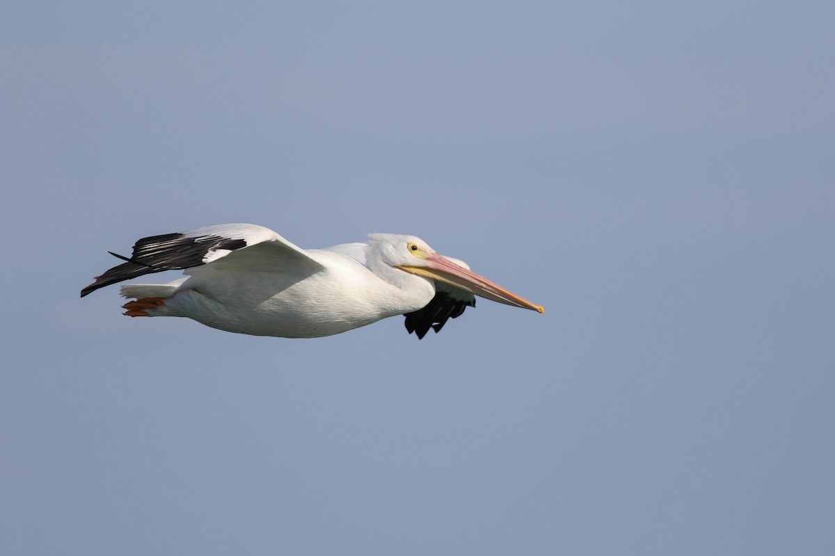 American White Pelican - ML197502791