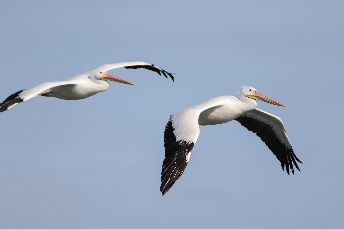 American White Pelican - ML197502801