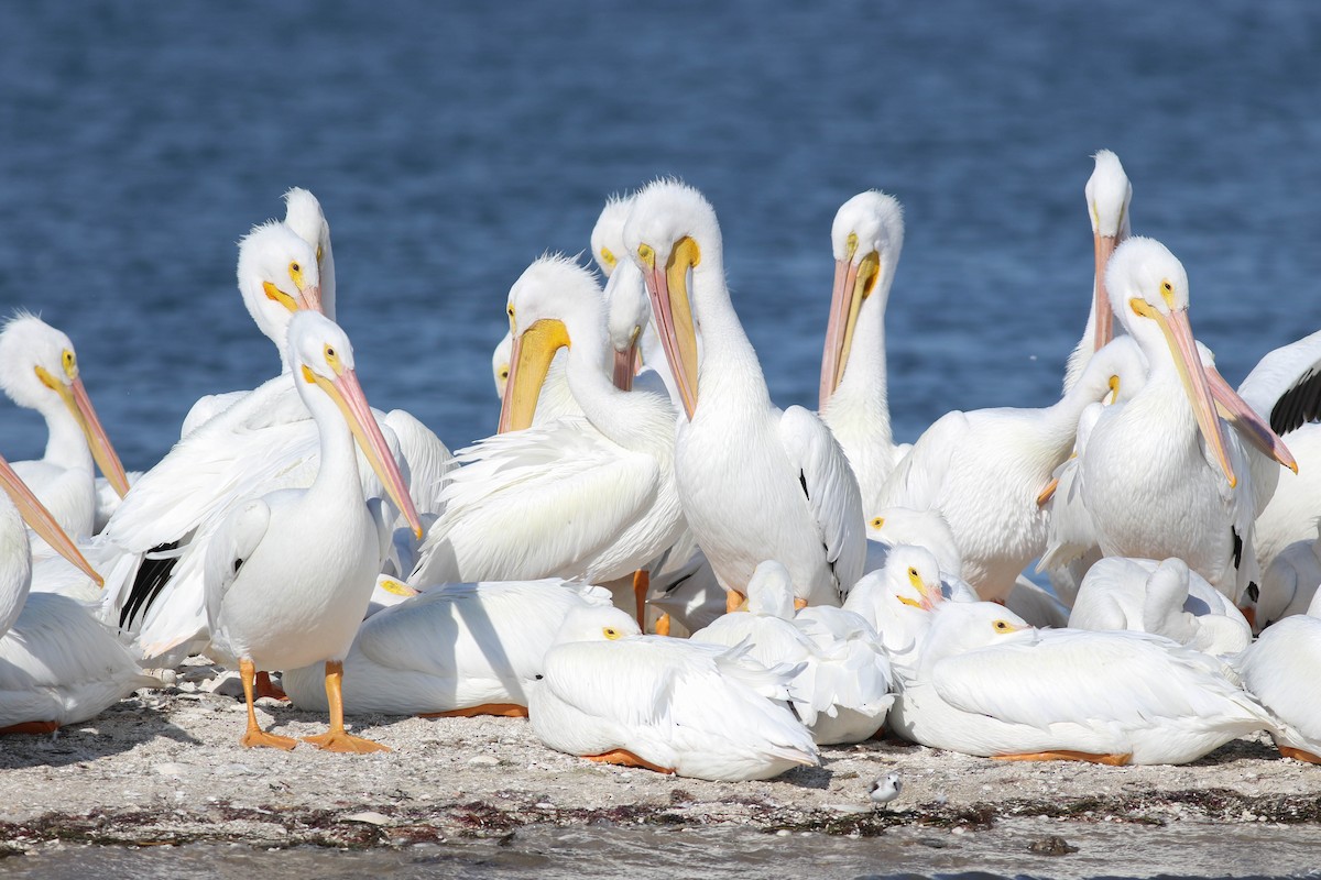 American White Pelican - ML197502821