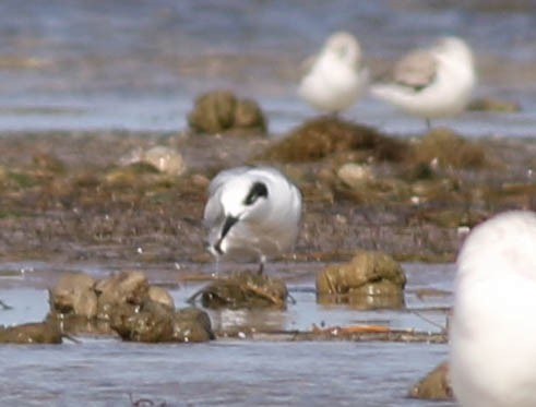 Forster's Tern - ML197503291