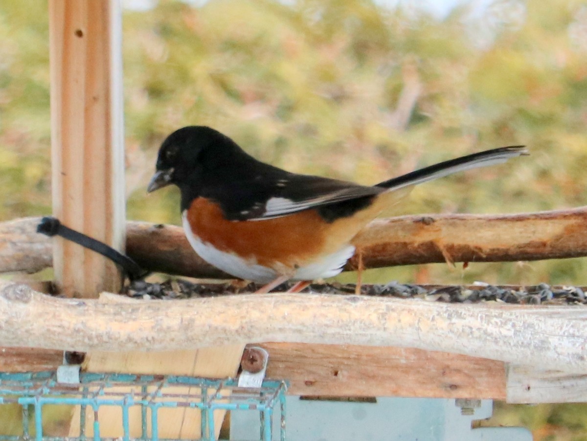 Eastern Towhee - ML197506191