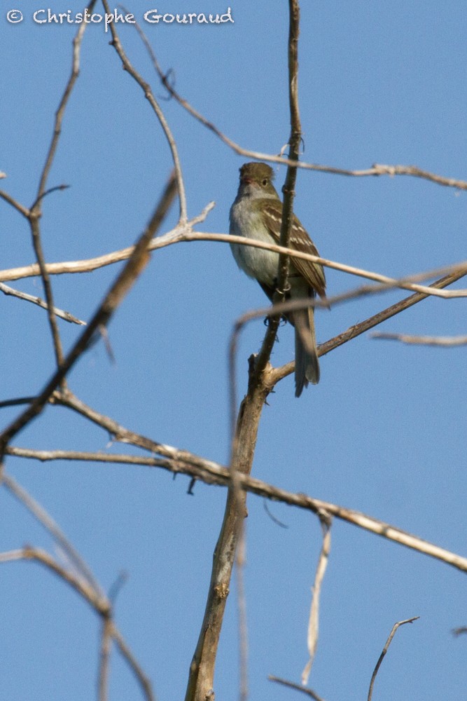 Large Elaenia - Christophe Gouraud