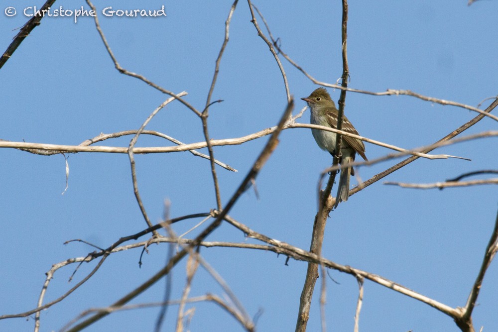 Large Elaenia - Christophe Gouraud