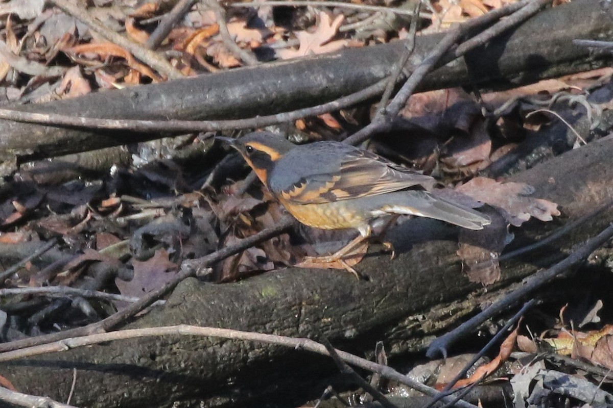 Varied Thrush - ML197509361