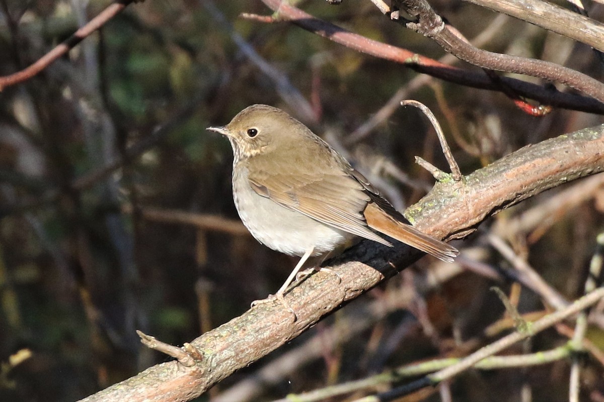 Hermit Thrush - Steve Hampton