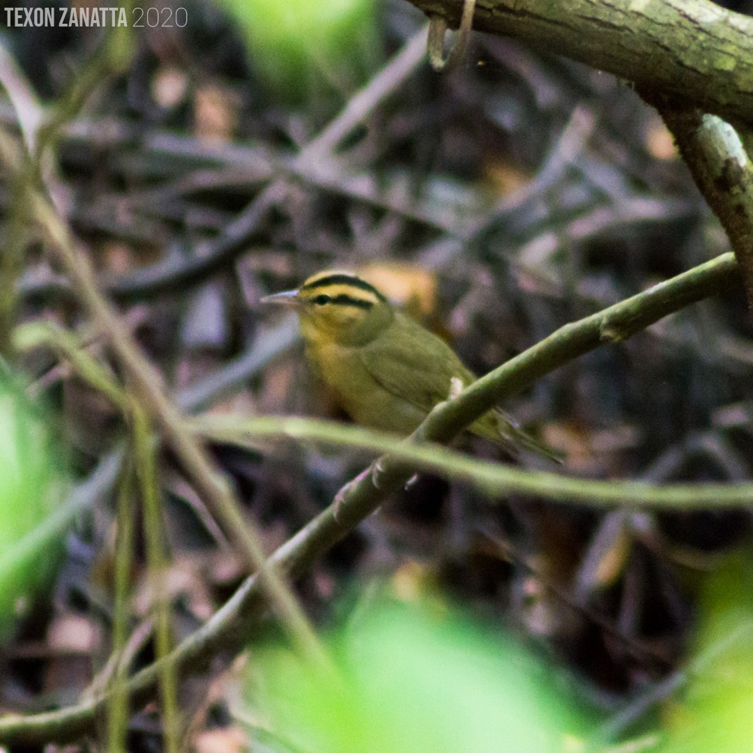 Paruline vermivore - ML197510741