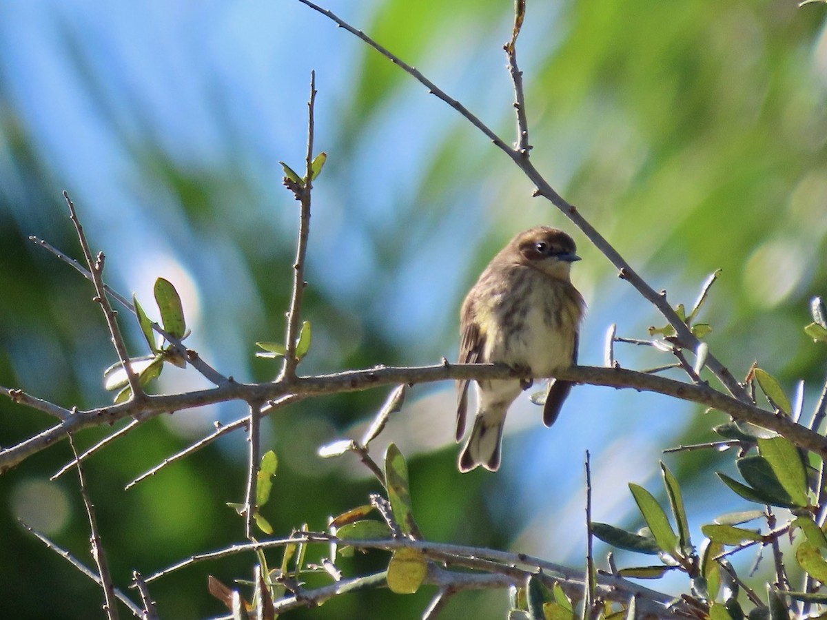 Yellow-rumped Warbler - ML197512671