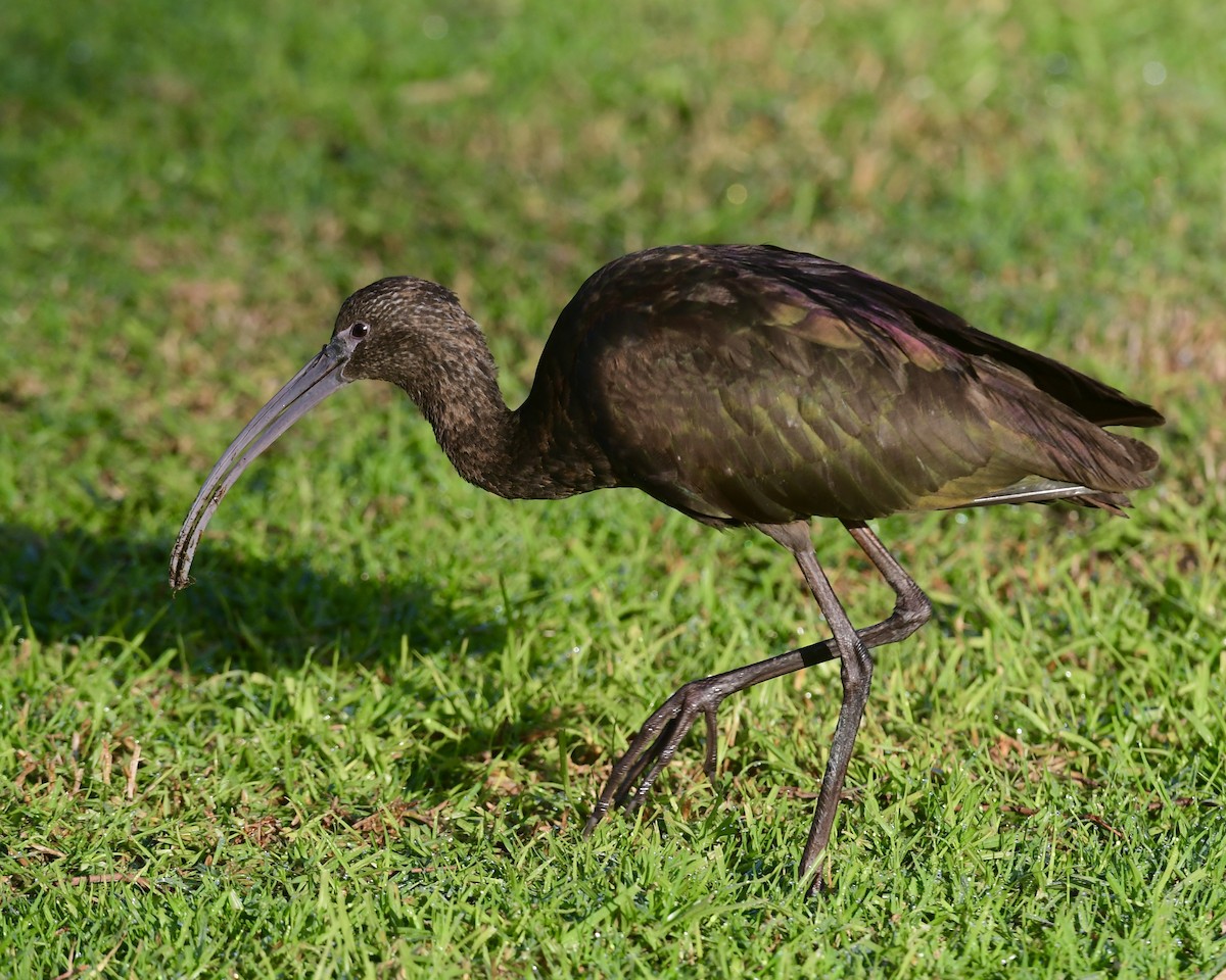 White-faced Ibis - Don Hoechlin