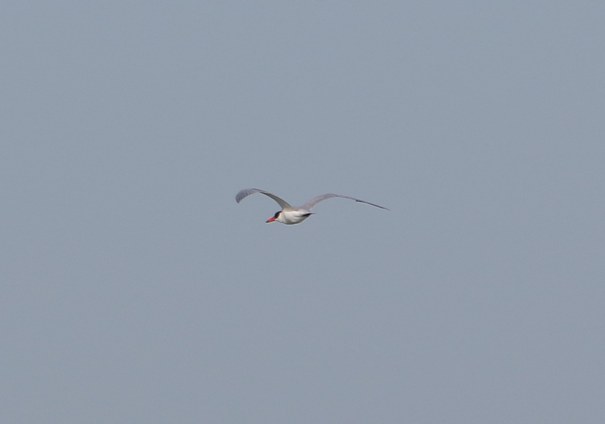 Caspian Tern - ML197515711