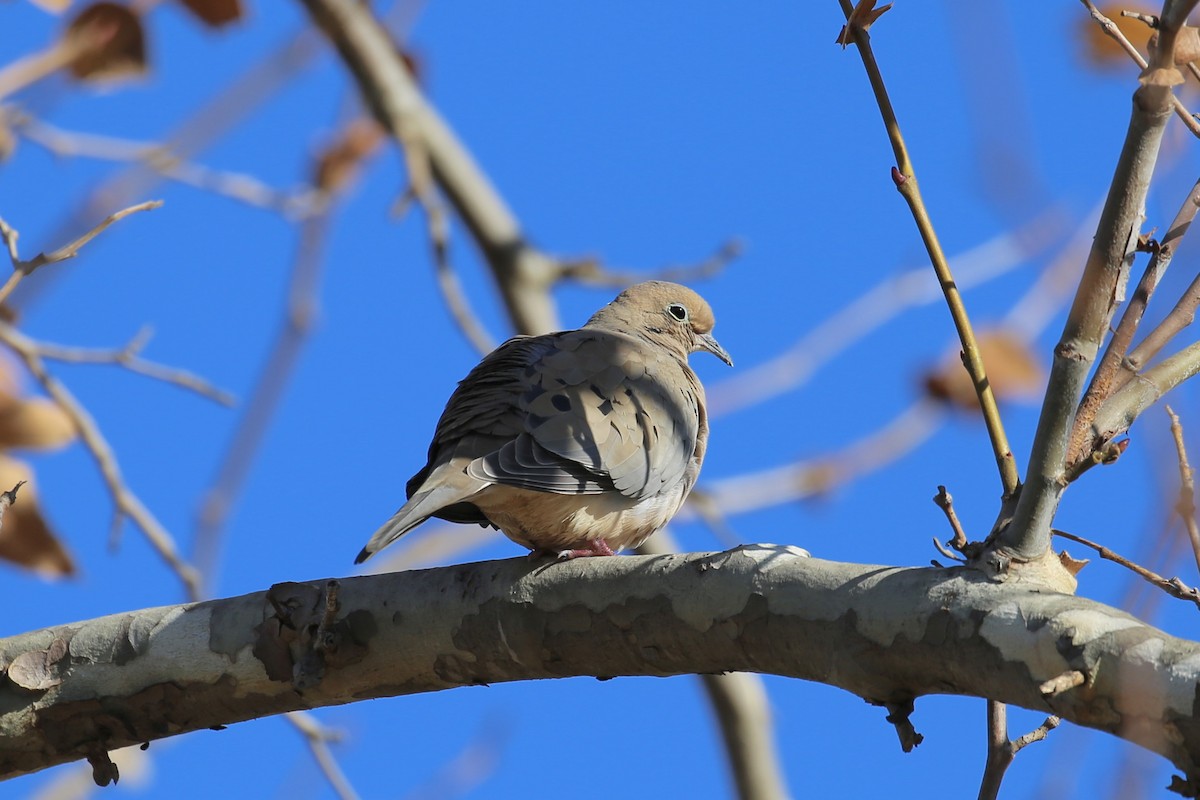 Mourning Dove - Keith Gress