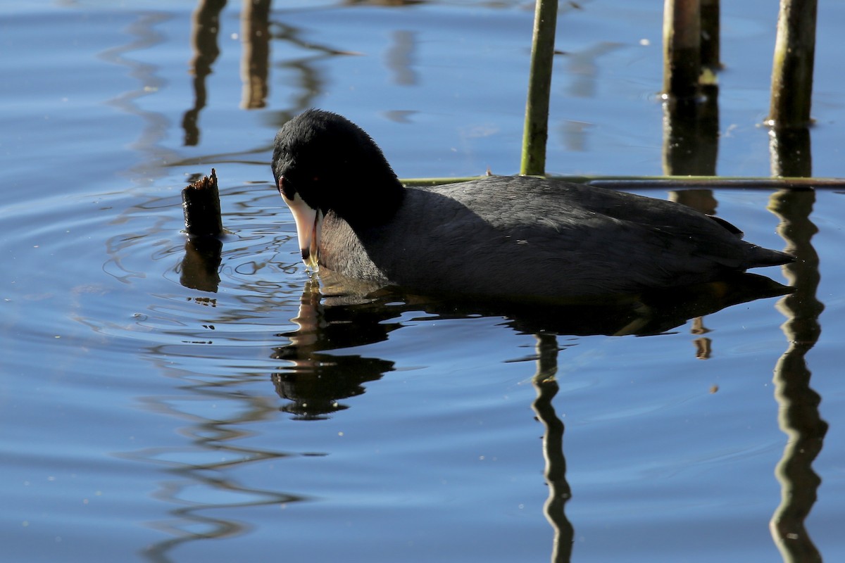American Coot - Keith Gress