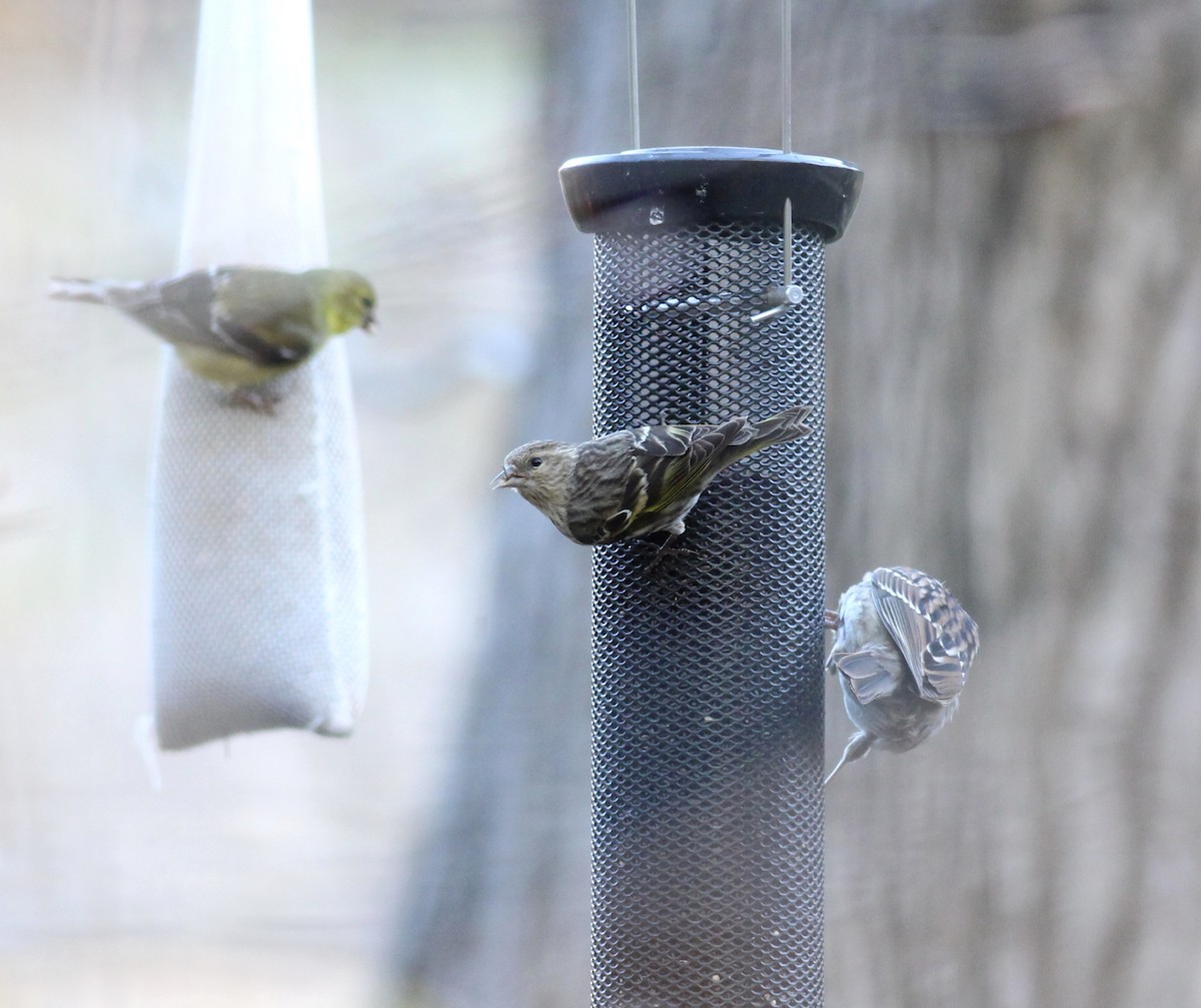 Pine Siskin - ML197516821