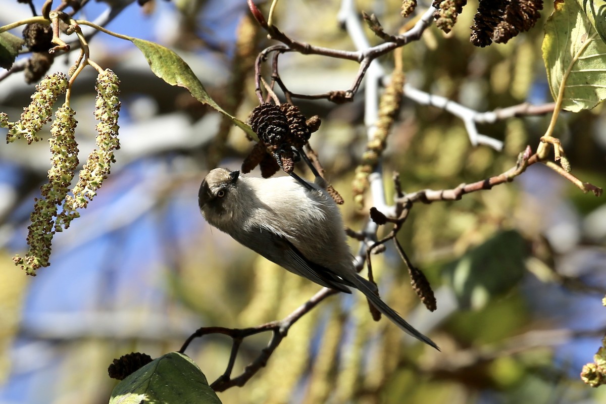 Bushtit (Pacific) - ML197519181