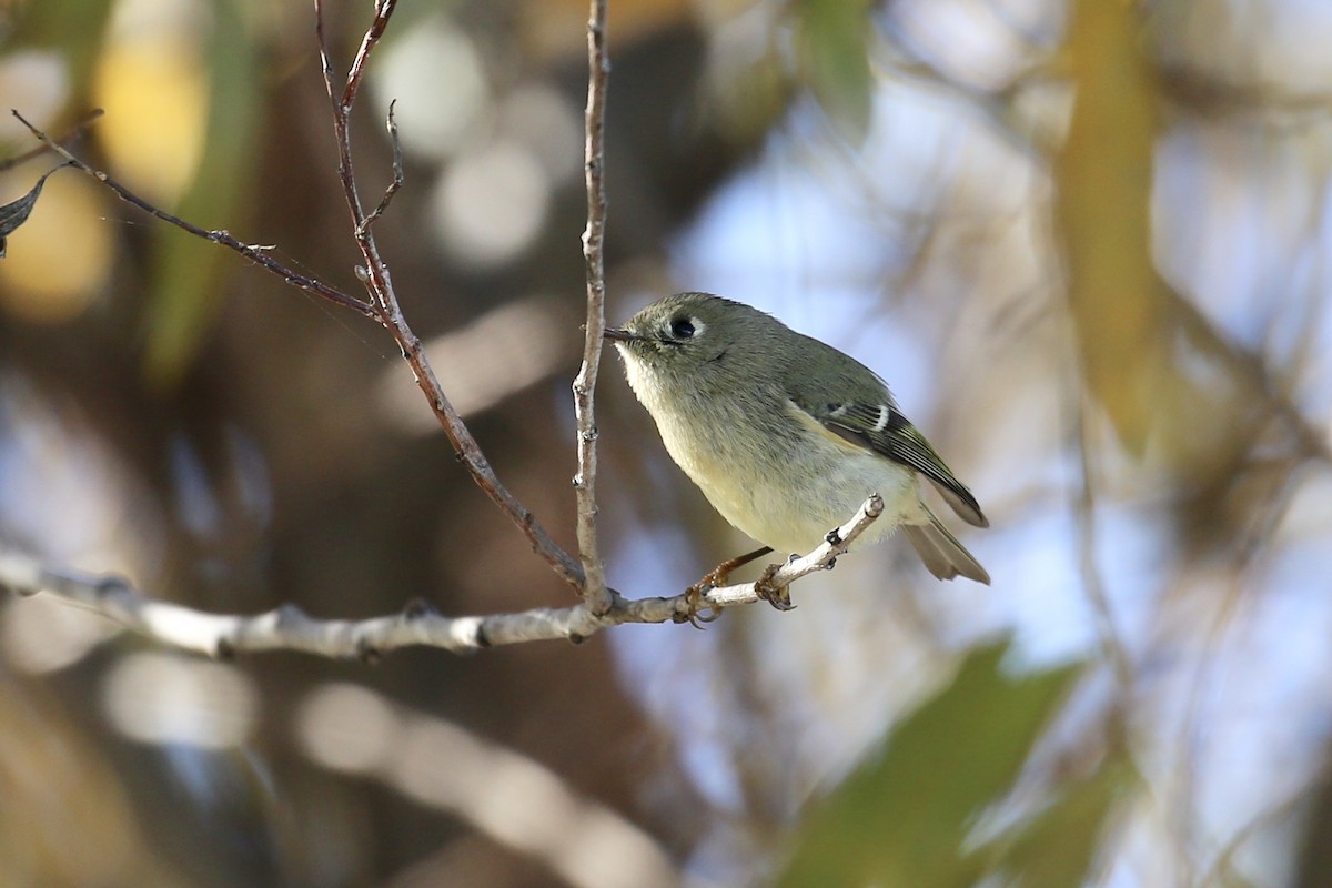 Ruby-crowned Kinglet - Keith Gress