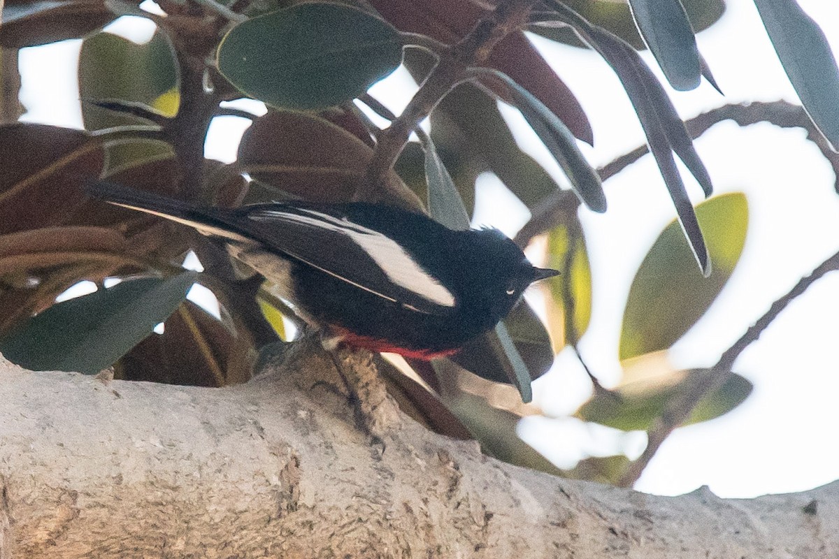 Painted Redstart - ML197520941