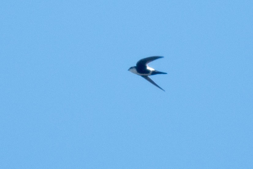 White-throated Swift - Nancy Christensen