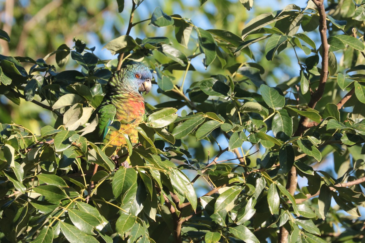 St. Lucia Amazon - ML197523941