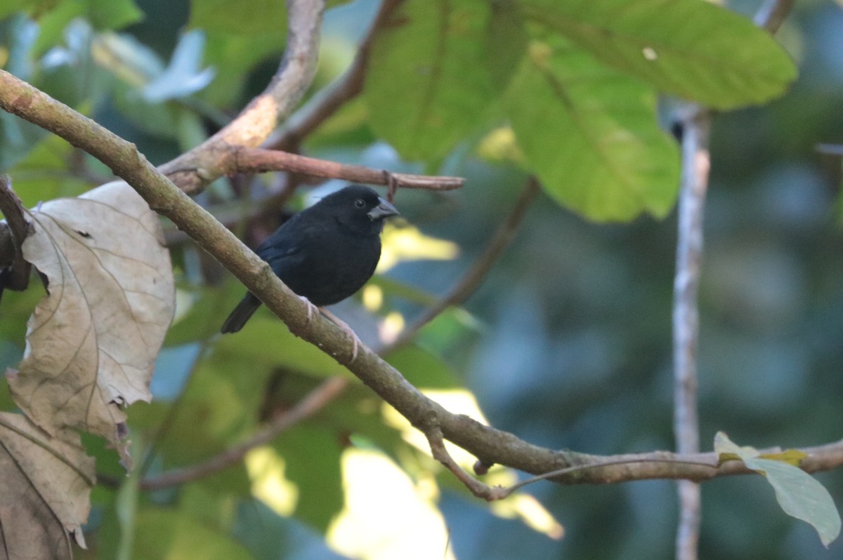 St. Lucia Black Finch - ML197524161