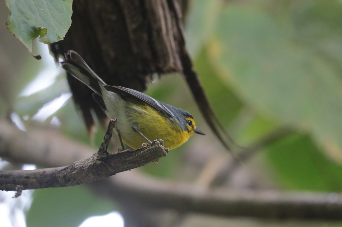 St. Lucia Warbler - ML197524351