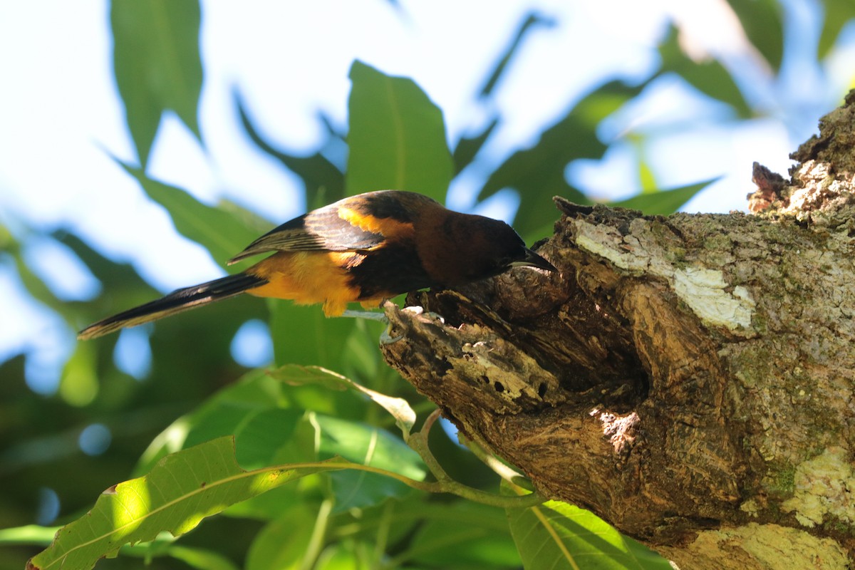 St. Lucia Oriole - ML197524661