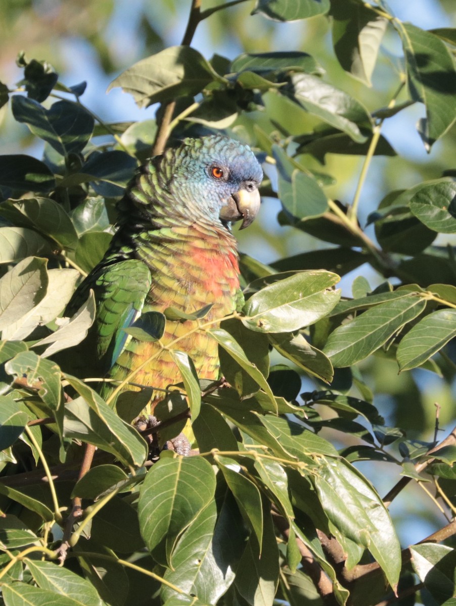 St. Lucia Amazon - ML197526211