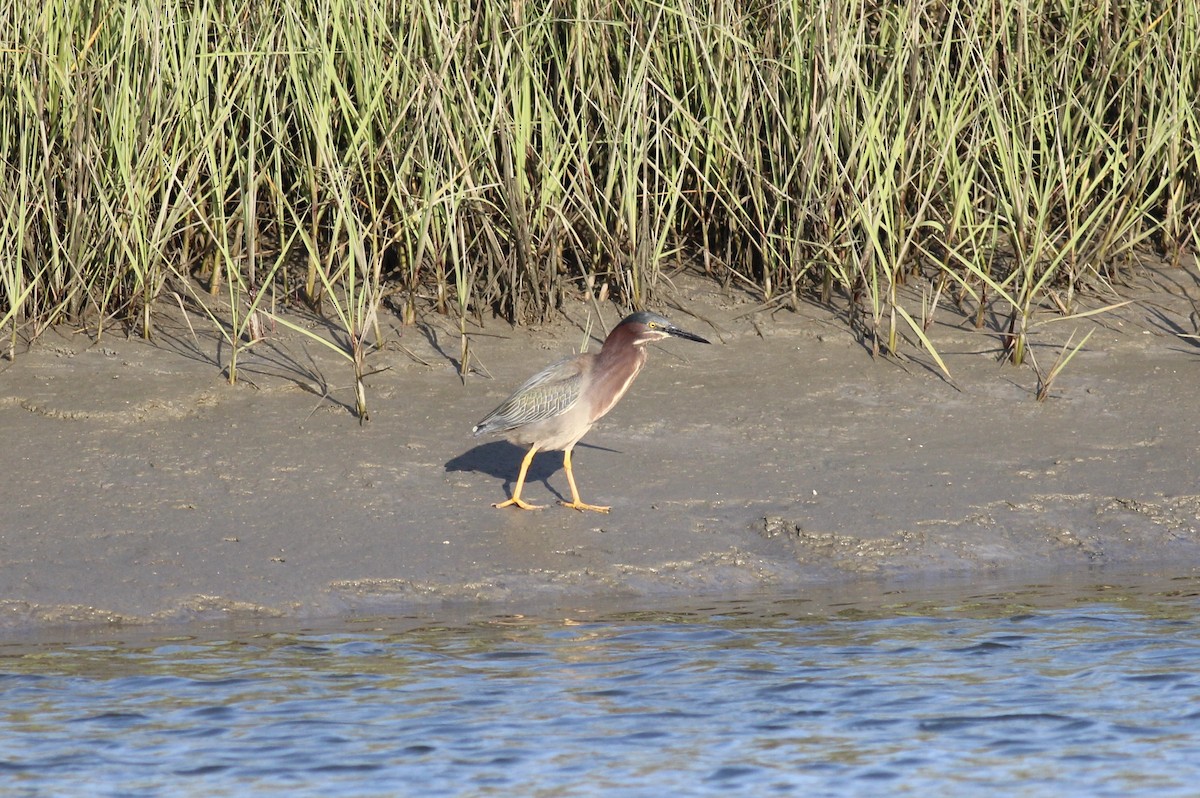 Green Heron - ML197526451