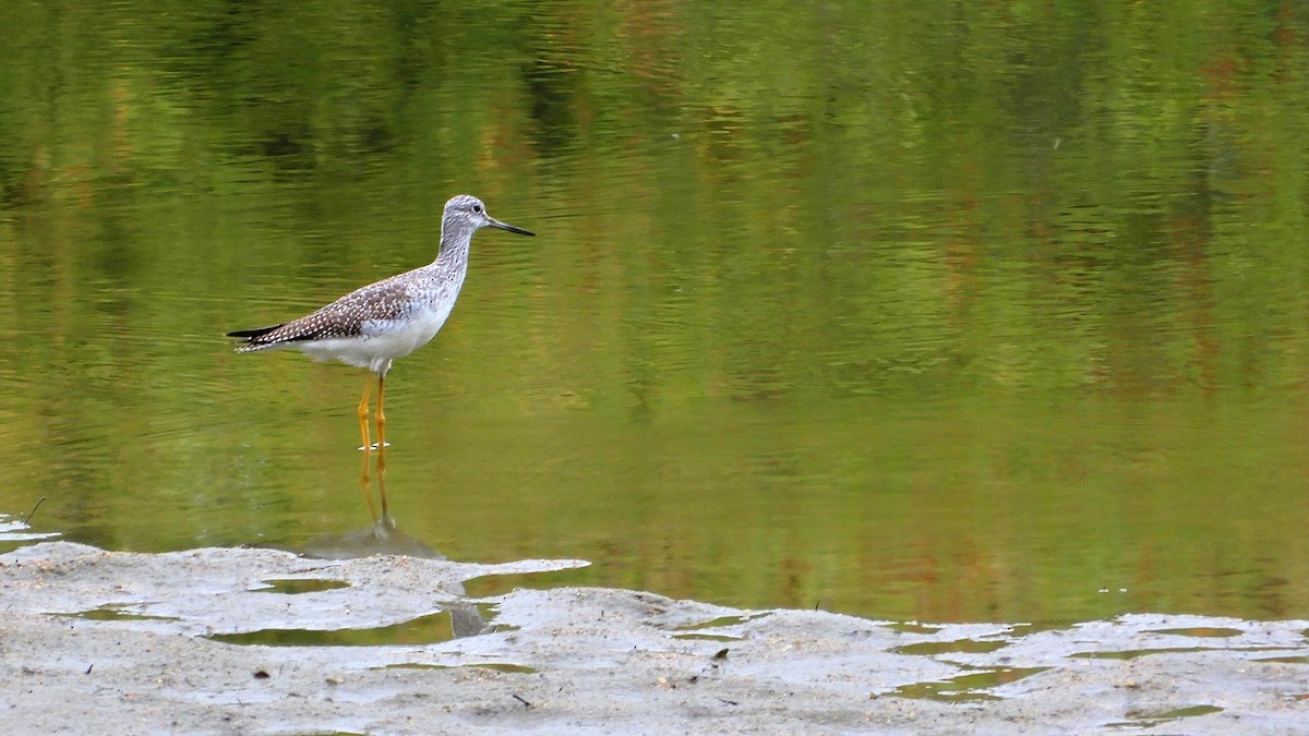 Greater Yellowlegs - ML197526601