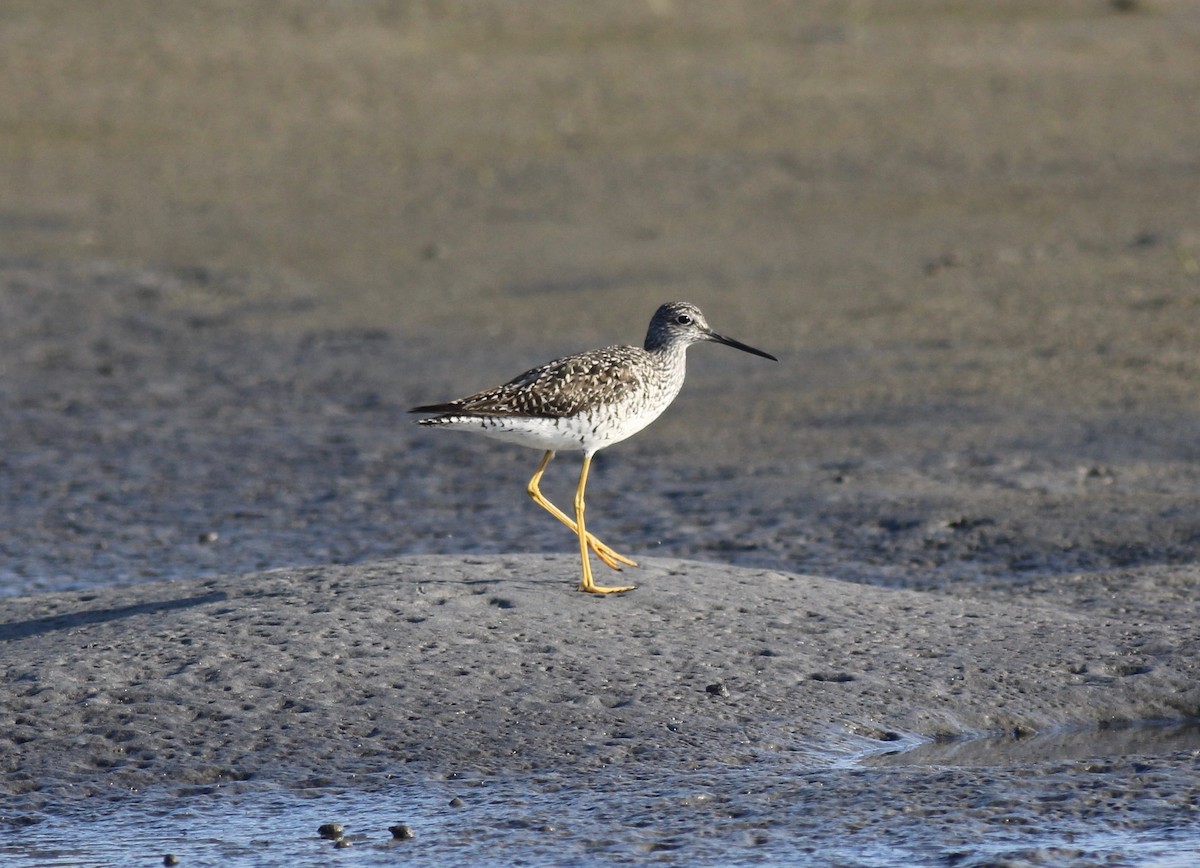 Greater Yellowlegs - ML197526881